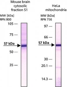 Anti-Apoptosis-Inducing Factor antibody produced in rabbit 