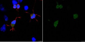 Anti-APP Antibody, clone 2B3 