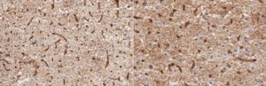 Anti-Aquaporin-4 Antibody, clone mCCD 