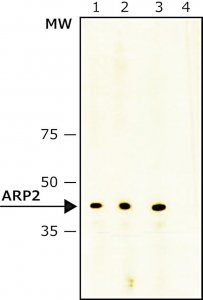 Anti-ARP2 antibody, Mouse monoclonal 