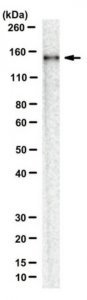 Anti-AsCpf1 Antibody, clone 3D3-F7 