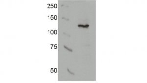 Anti-AsCpf1 Antibody, clone 3D3-F7 