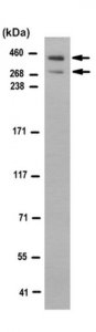 Anti-ATBF1 Antibody, clone 5A1.1 