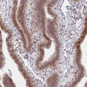 Anti-ATF6B antibody produced in rabbit 