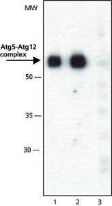 Anti-ATG5 (C-terminal) antibody produced in rabbit 