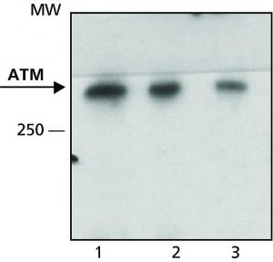 Anti-ATM antibody,Mouse monoclonal 