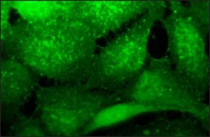 Anti-Aurora B antibody produced in rabbit 