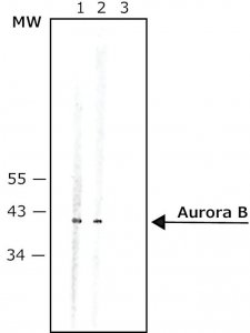 Anti-Aurora B antibody produced in rabbit 