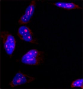 Anti-B23 antibody, Mouse monoclonal 