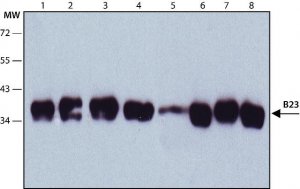 Anti-B23 antibody, Mouse monoclonal 