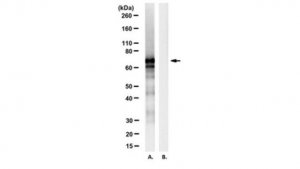 Anti-BASE-tag Antibody, clone 7C7 