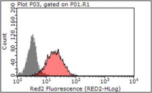 Anti-Beclin-1 Antibody, clone 9A1.1 
