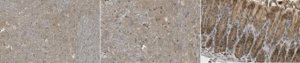 Anti-Beclin-2 