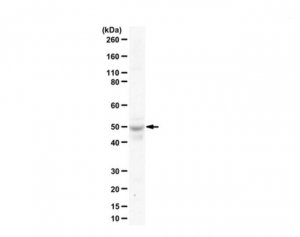 Anti-Beclin-2 