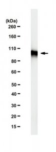 Anti-beta-Catenin Antibody, clone mAb-Cat1 