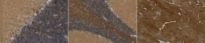 Anti-Bin1 Antibody, clone 2F11 