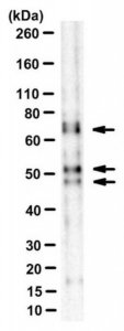 Anti-Bin1 Antibody, clone 2F11 