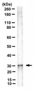 Anti-Bin3 Antibody, clone 3A4 