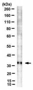 Anti-Bin3 Antibody, clone 3A4 
