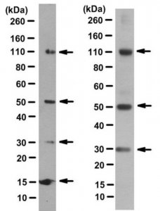Anti-BLUE Antibody, clone 2D2-F11 