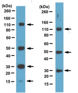 Anti-BLUE Antibody, clone 2D2-F11 Antibody, HRP conjugated 