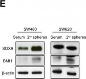 Anti-Bmi-1 Antibody, clone F6 