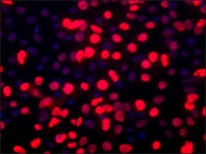 Anti-BMI1 (C-terminal) antibody produced in rabbit 