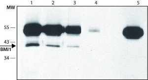 Anti-BMI1 (C-terminal) antibody produced in rabbit 