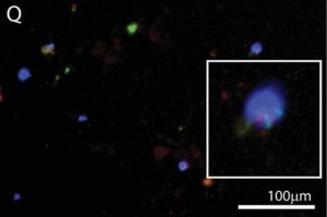 Anti-Brain lipid binding protein Antibody 