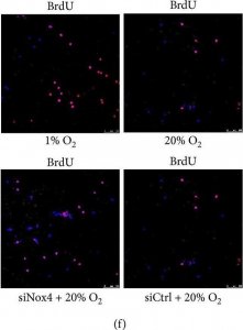 Anti-BrdU antibody, Mouse monoclonal 
