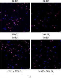 Anti-BrdU antibody, Mouse monoclonal 