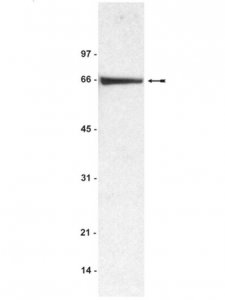 Anti-BSA (Bovine Serum Albumin) Antibody 
