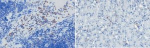 Anti-BST-2 (CD317) Antibody, clone 927 