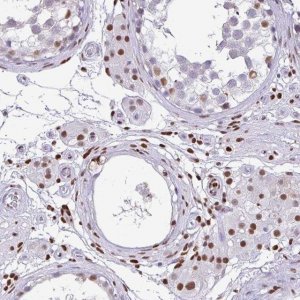 Anti-BTBD10 antibody produced in rabbit 