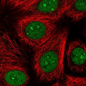 Anti-BTBD10 antibody produced in rabbit 