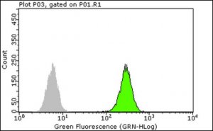 Anti-c-Jun Antibody, clone 6E4.4 