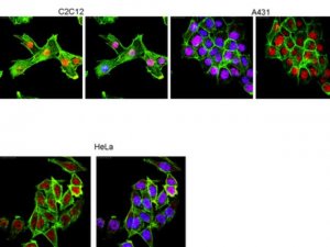 Anti-c-Jun Antibody, clone 6E4.4 