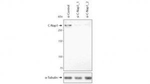 Anti-C-Nap1 (Cep250) Antibody, clone 150-230-1 