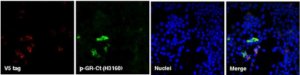 Anti-C9ORF72 (-GR sense Antibody, CT) 