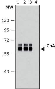 Anti-Calcineurin (-Subunit) antibody, Mouse monoclonal 