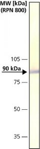 Anti-Calnexin antibody produced in rabbit 