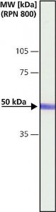 Anti-CaM Kinase II (CaMKII) antibody produced in rabbit 