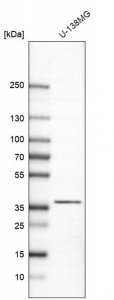 Anti-CAPZA2 antibody produced in rabbit 