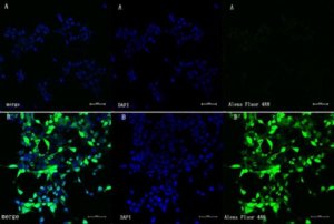 Anti-Cas9 