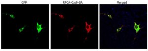 Anti-Cas9 (Rabbit Polyclonal) 