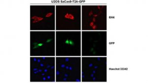 Anti-Cas9 Antibody, N-terminal Antibody, clone 6H4 Antibody, S. aureus 