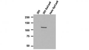 Anti-Cas9 Antibody, N-terminal Antibody, clone 6H4 Antibody, S. aureus 