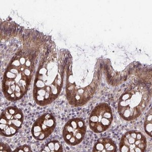 Anti-CASP9 antibody produced in rabbit 