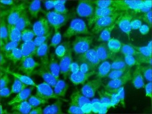 Anti-Caspase 3, Active antibody produced in rabbit 