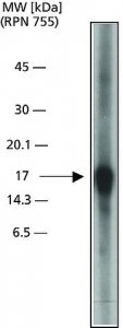 Anti-Caspase 3, Active antibody produced in rabbit 